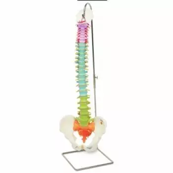 Didactic flexible spine A58/8