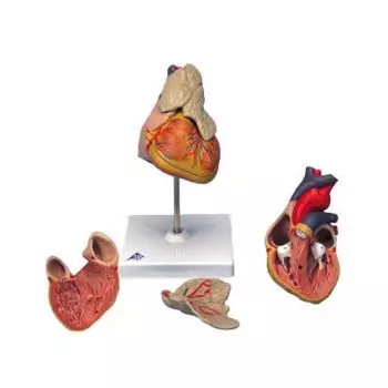 Classic Heart with Thymus G08/1