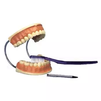 3 times Enlarged Dental Care Model D16