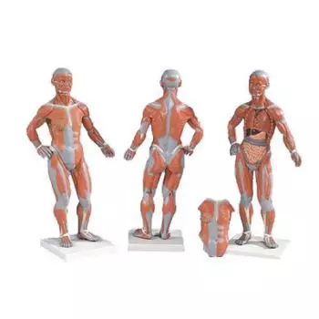 Desktop Muscle Figure 1/3 life size, 2 parts B59