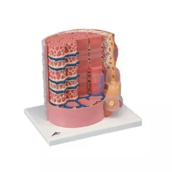 3B MICROanatomy Muscle Fiber 10,000 times magnified B60