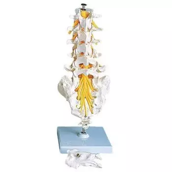 Lumbar Spinal Column A74