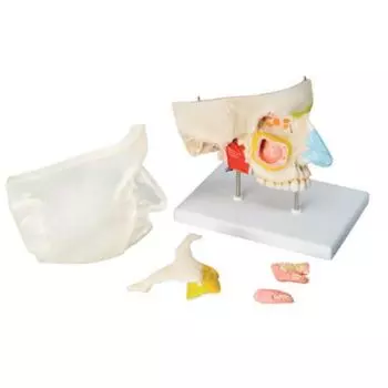 5-part nose with paranasal sinuses E20