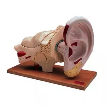 5 Times Enlarged Ear model, 8 parts W42514