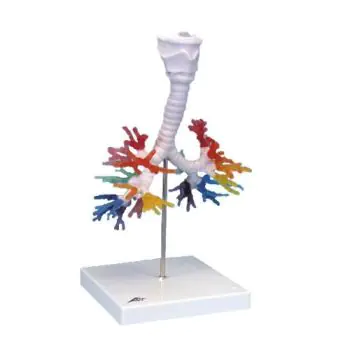 CT Bronchial Tree model with Larynx G23