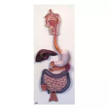 Digestive System model, 2 part K20