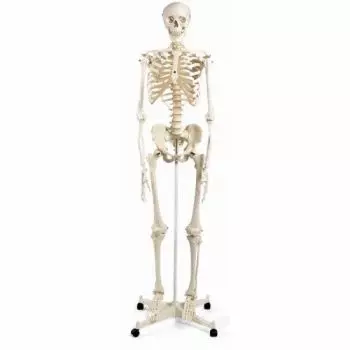 Human Skeleton Model Stan, mounted on a 5-star-base stand A10