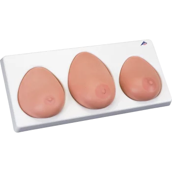 Breast Examination Model, L55