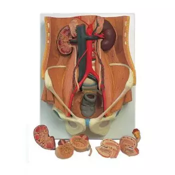 Dual Sex Urinary System Pelvis, 6 part, K32