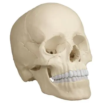 Osteopathic skull model 22 parts anatomical version R4701 Erler Zimmer