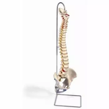 Didactic flexible Spine A59/1