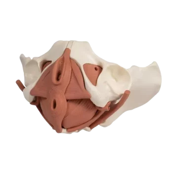 Female pelvic floor model 12 parts Erler Zimmer