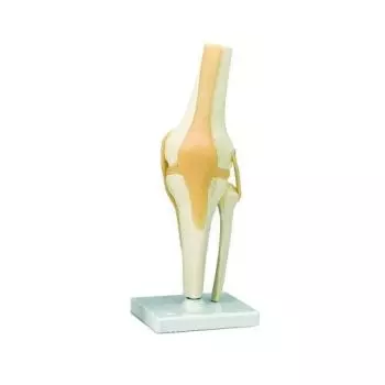 Functional Knee Joint A82