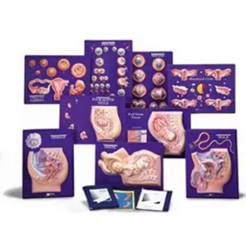 9 Model Activity Sets of the Human Reproductive System W40211