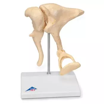 Ossicle Model | 20 times life size A101
