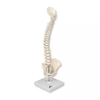Mini Human Spinal Column Model - Flexible, on Base A18/21