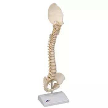 BONElike™ Child's Vertebral Column Model A52