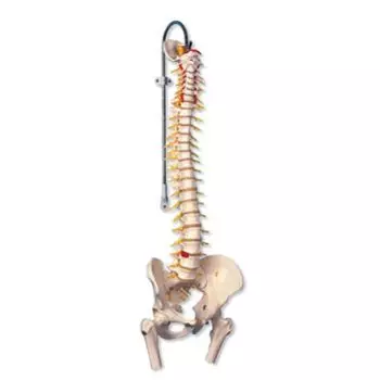 Deluxe Flexible Spine Model with Femur Heads A58/6