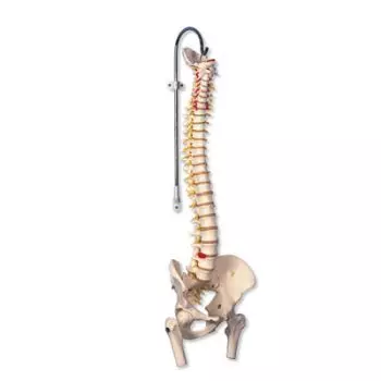 Highly Flexible Spine Model with Femur Heads A59/2