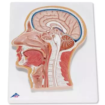 Median Section of the Head C12