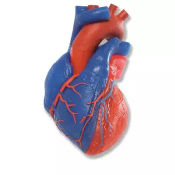Heart Model G01/1