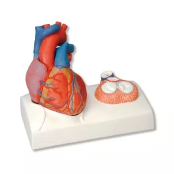 Heart Model G01