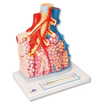 Pulmonary Lobule with Surrounding Blood Vessels G60