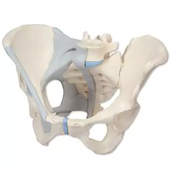 Female Pelvis with Ligaments, 3 part H20/2