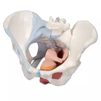 Female Pelvis with Ligaments Muscles and Organs H20/3