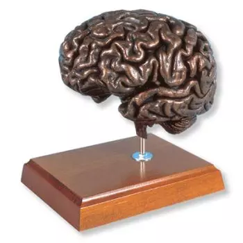 MEDart™ Brain, Copper MAC18K