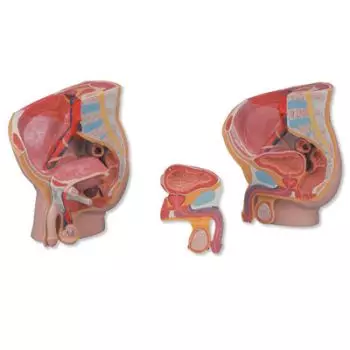 Male Pelvis  MEDart™ MAH11