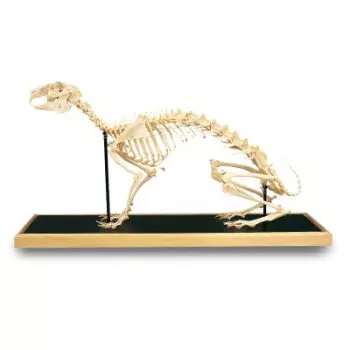 Hare skeleton (Lepus europaeus) T30008