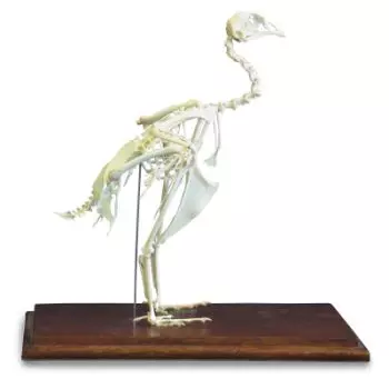 Pheasant skeleton (Phasianus colchicus) T30044
