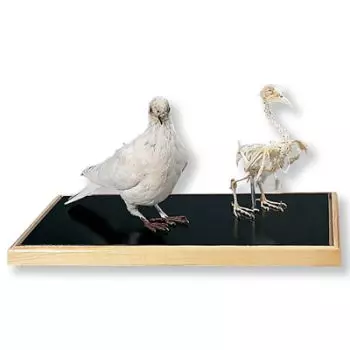 Dove skeleton and Stuffed dove (Columba palumbus) T31005