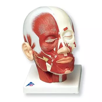 Head Musculature VB127