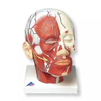 Head Musculature additionally with Blood Vessels VB128