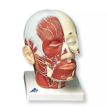 Head Musculature additionally with Nerves VB129