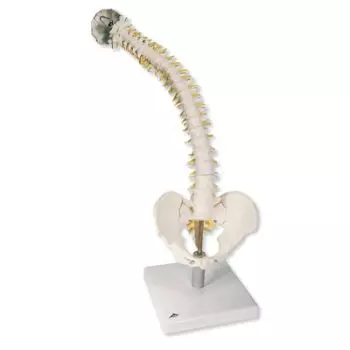 Flexible Spine Model with Soft Intervertebral Discs VB84
