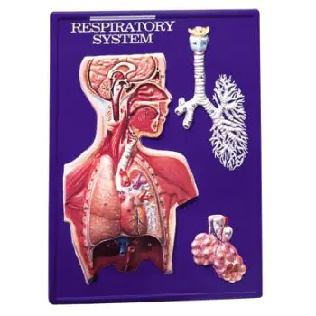 Respiratory System Model Activity Set W40202