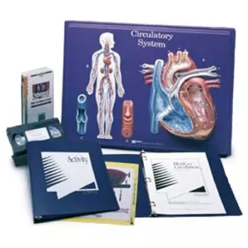 Circulatory System Model Activity Set W40206