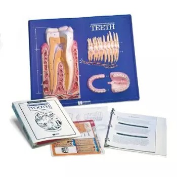 Teeth Model Activity Set W40209