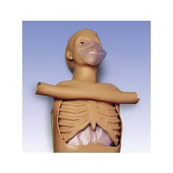 Adult CPR Torso W45117