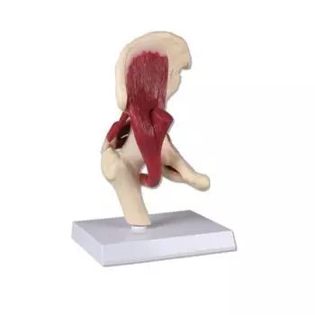 Hip Joint, life size, with muscles Erler Zimmer