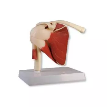 Shoulder Joint, life size, with muscles Erler Zimmer