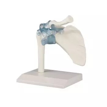 Shoulder joint with ligaments Erler Zimmer