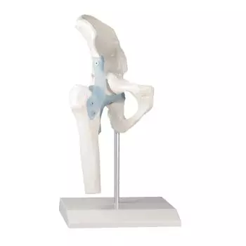 Hip joint with ligaments model Erler Zimmer