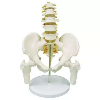 Pelvis with lumbar vertebrae and femur head 5 pieces
