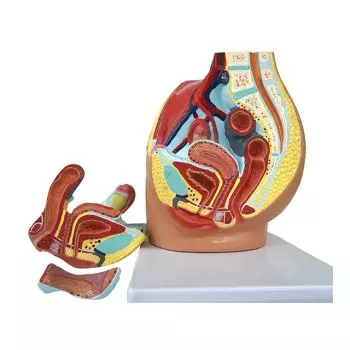 Mediprem model of female basin in 3 parts