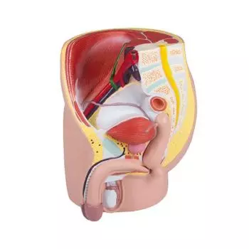 Mediprem male pelvis in 4 parts