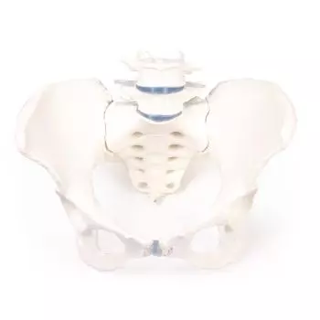 Female pelvis with sacrum and 2 lumbar vertebrae Erler Zimmer